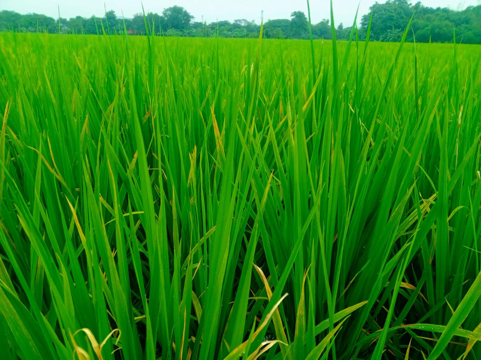 Low Carbon Rice Farming